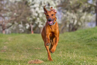 bianca-bez-hund.jpg